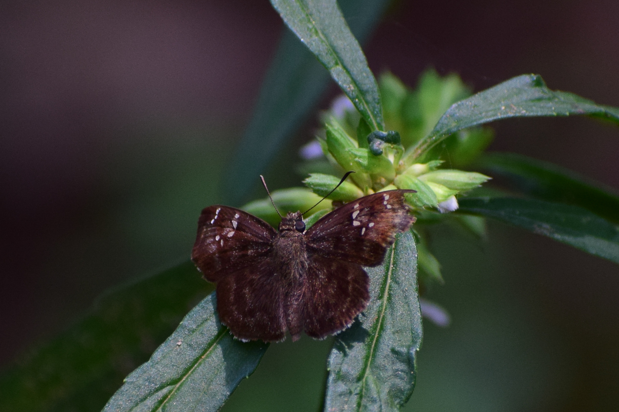 Common Small Flat