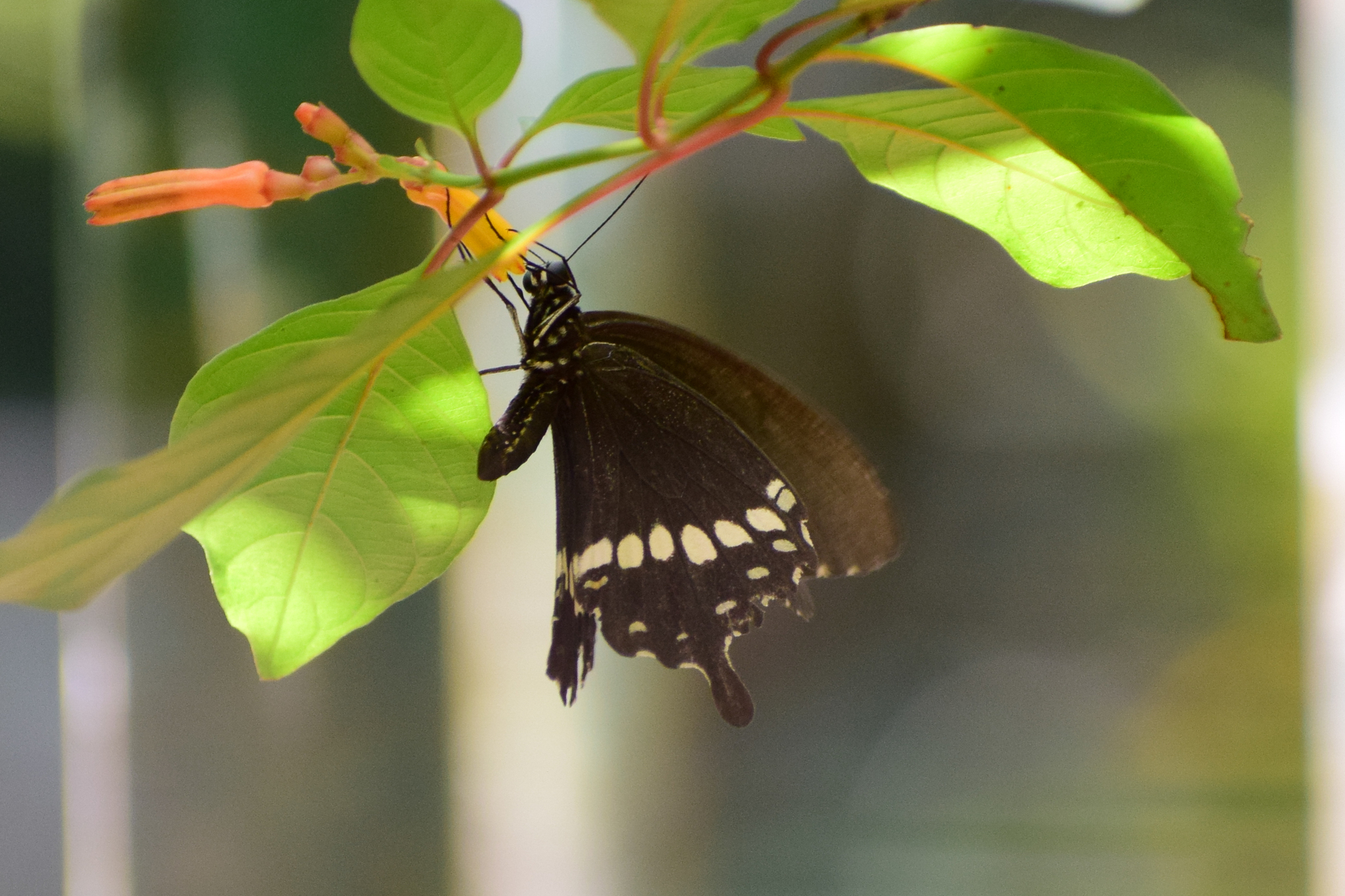 Common Mormon