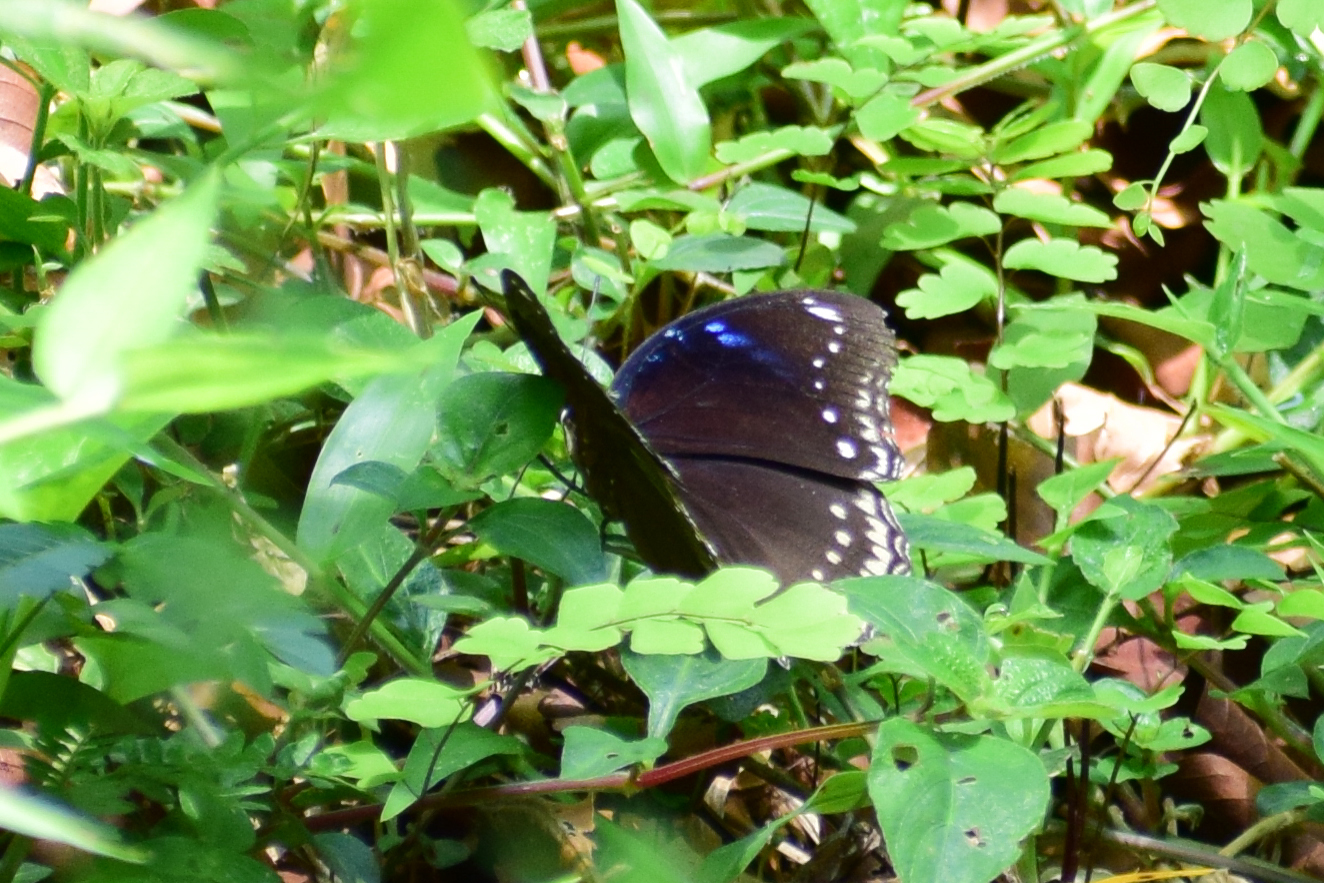 Great Eggfly