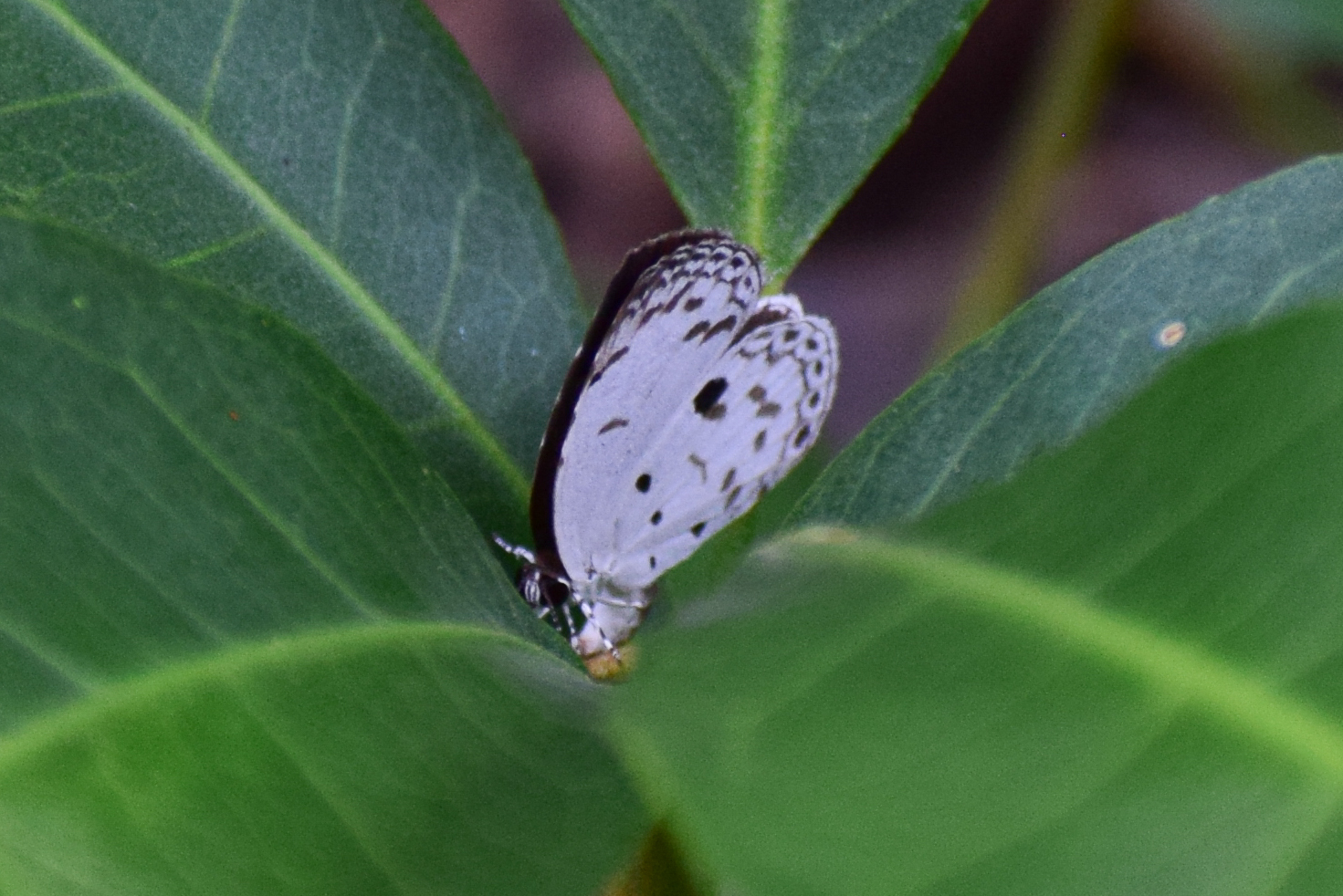 Common Quaker