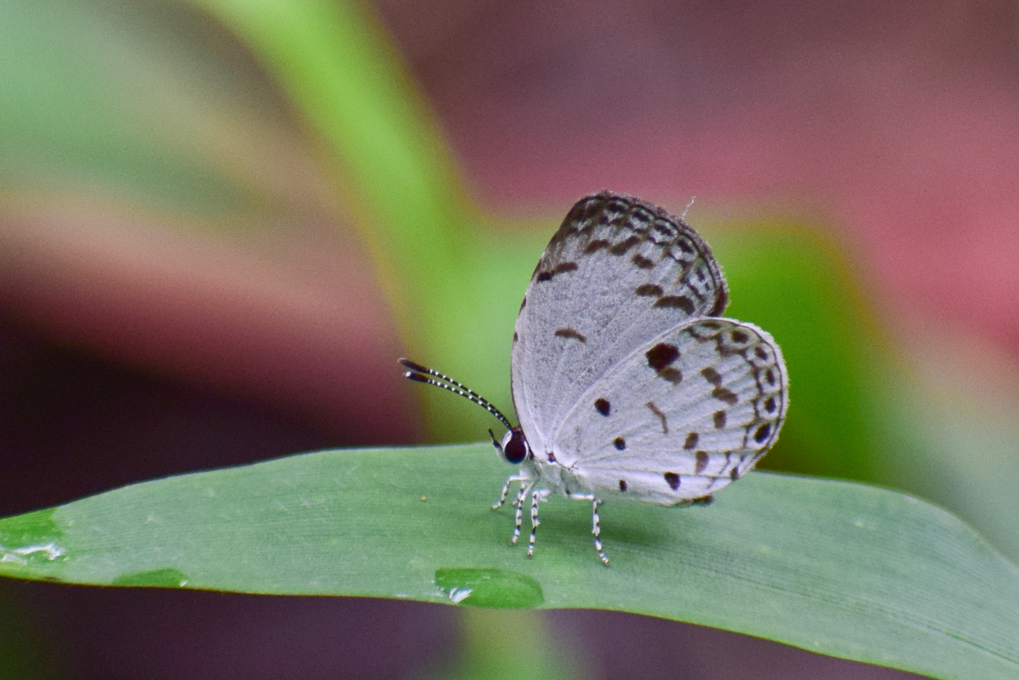 Common Quaker