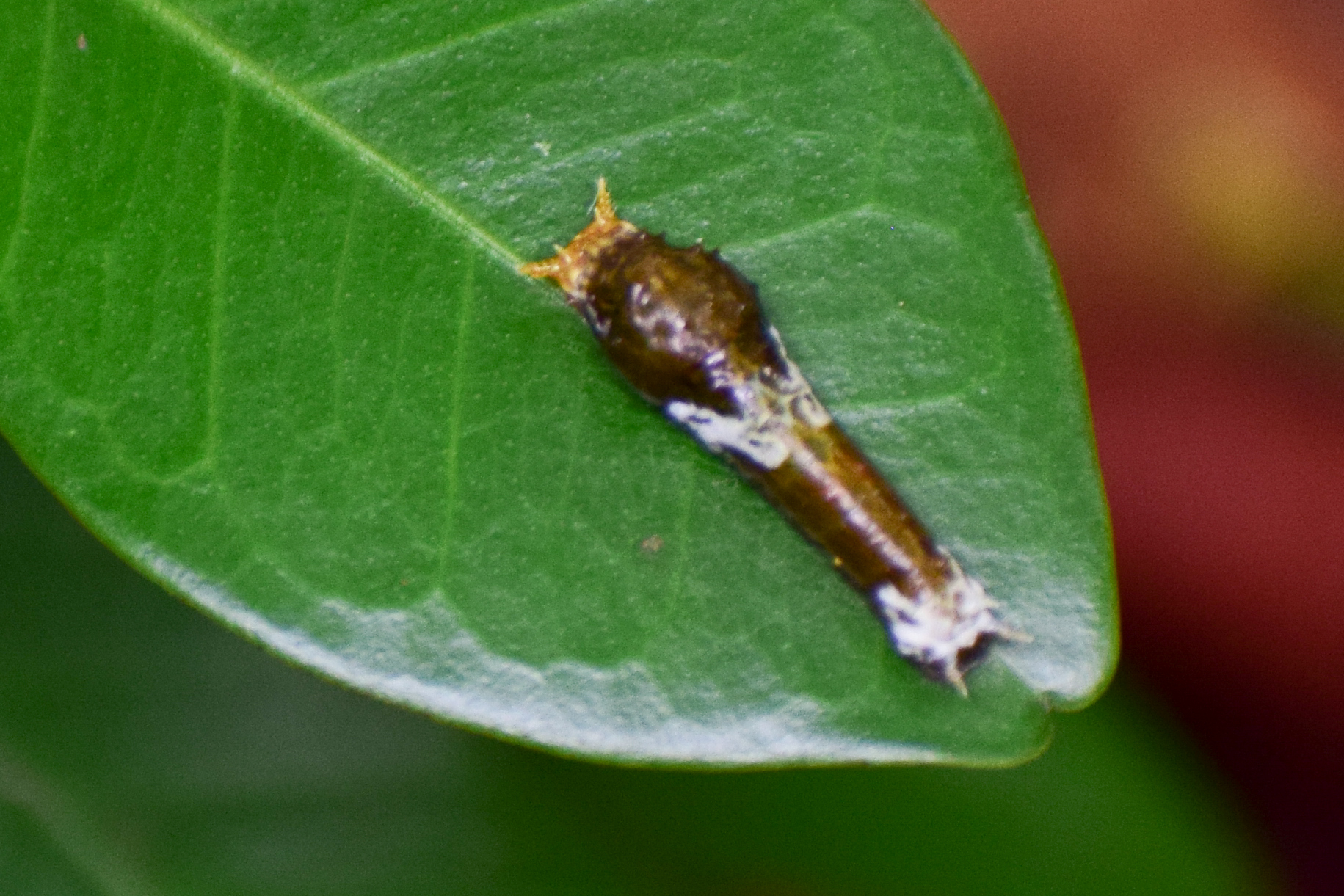 Common Mormon