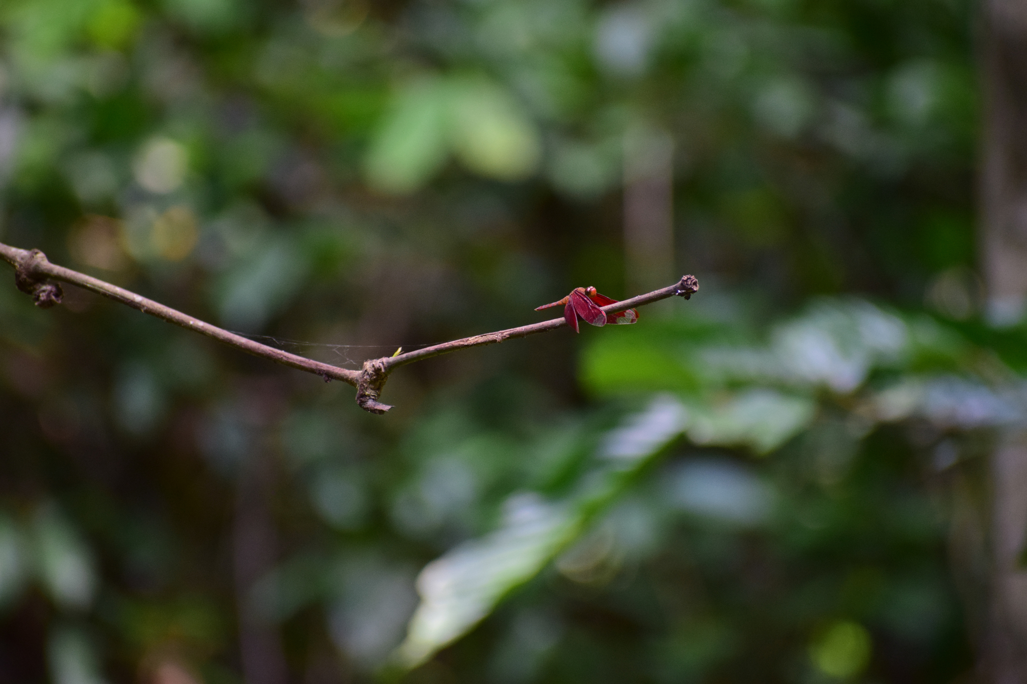 Fulvous Forest Skimmer
