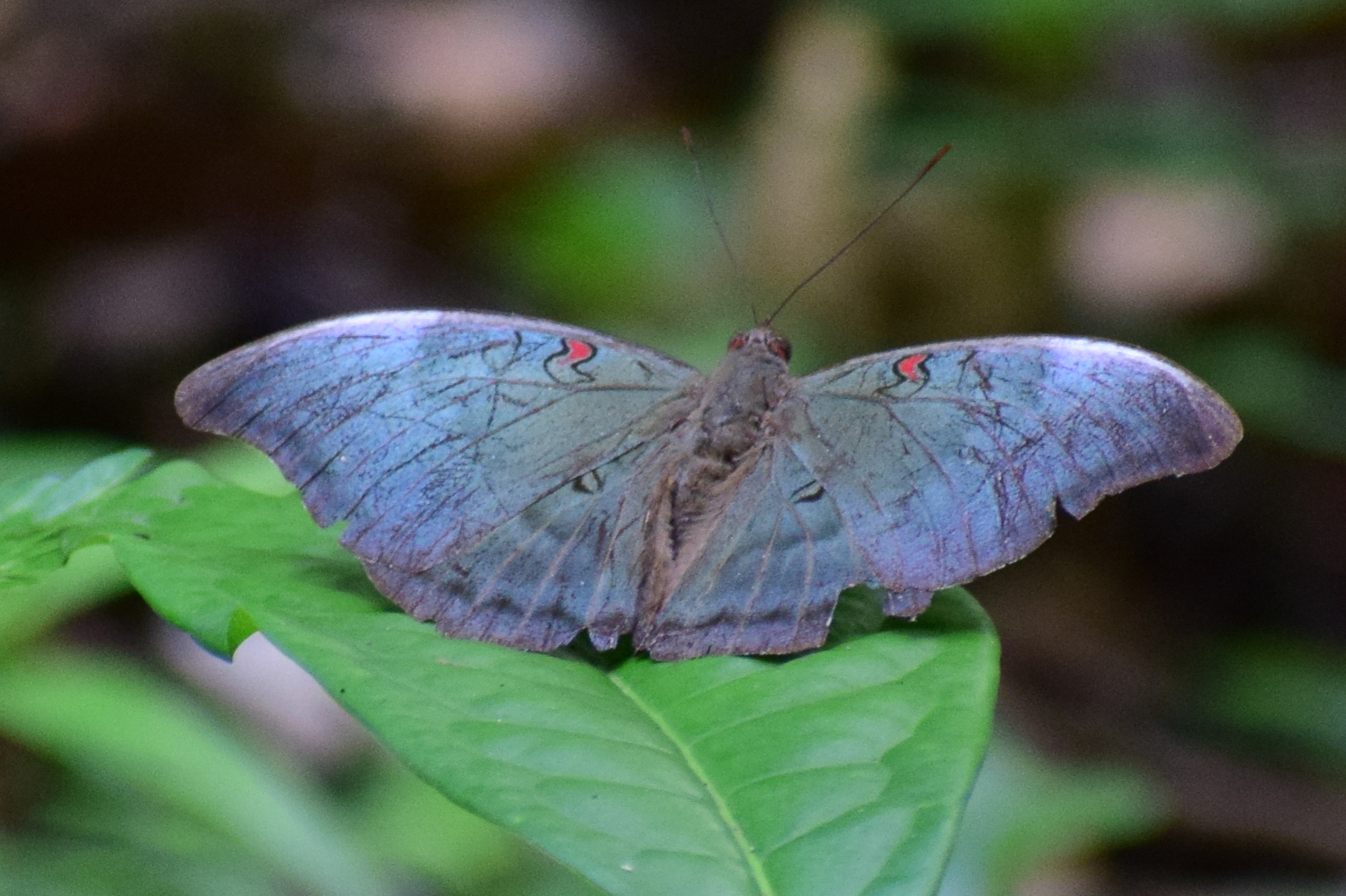 Redspot Duke