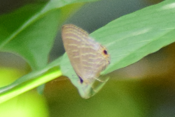 Common Cerulean