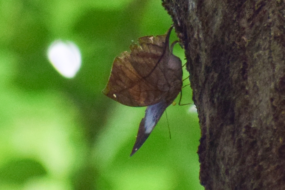 Sahyadri Blue Oakleaf