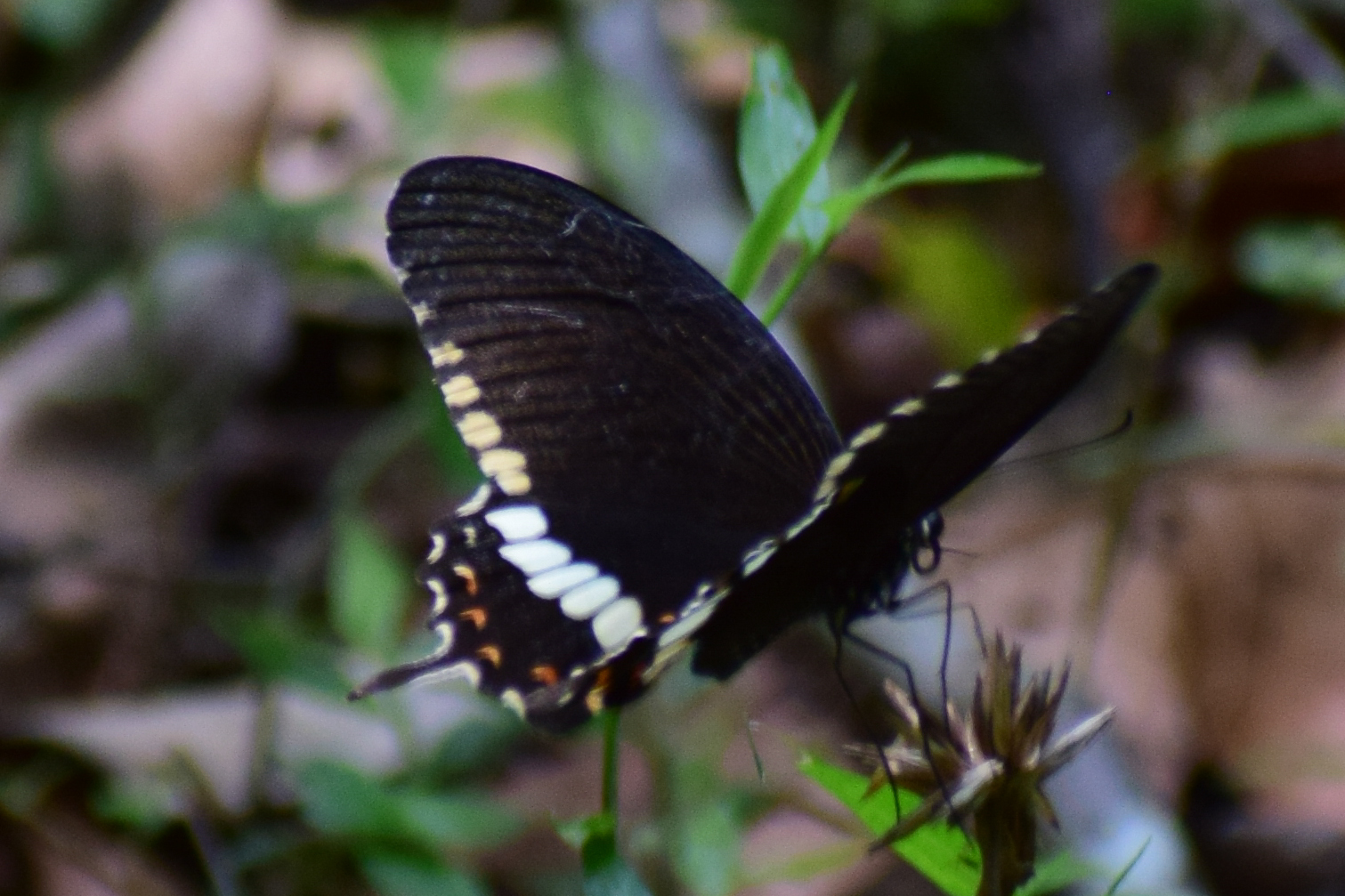 Common Mormon