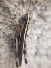 Ramburiella hispanica