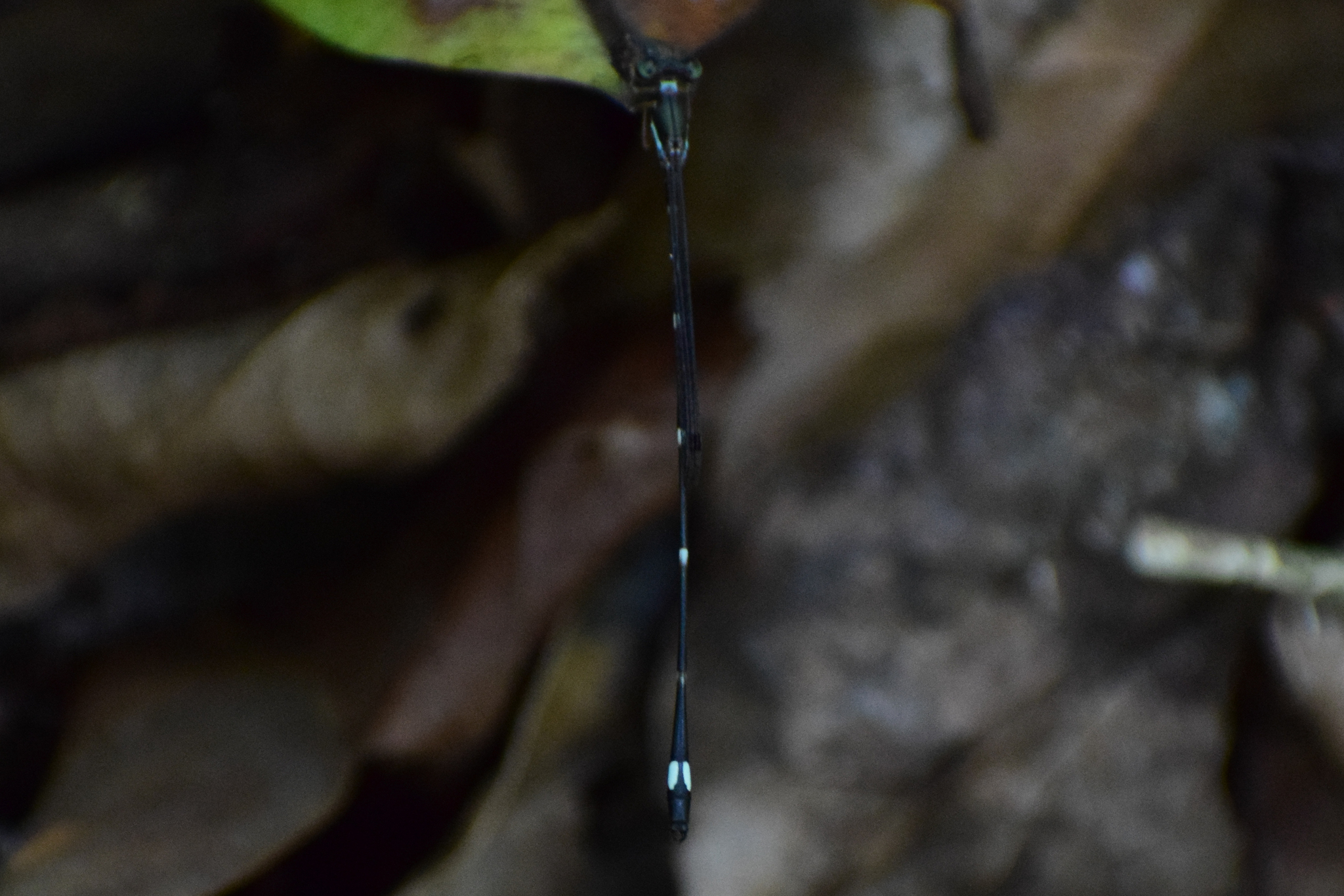 Red-Spot Shadowdamsel