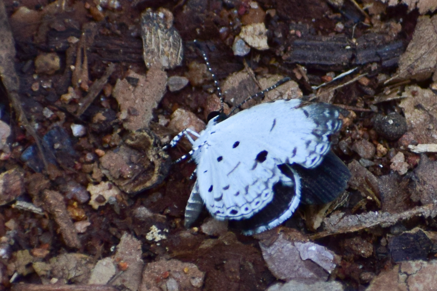 Common Quaker