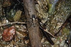 Paratlanticus ussuriensis