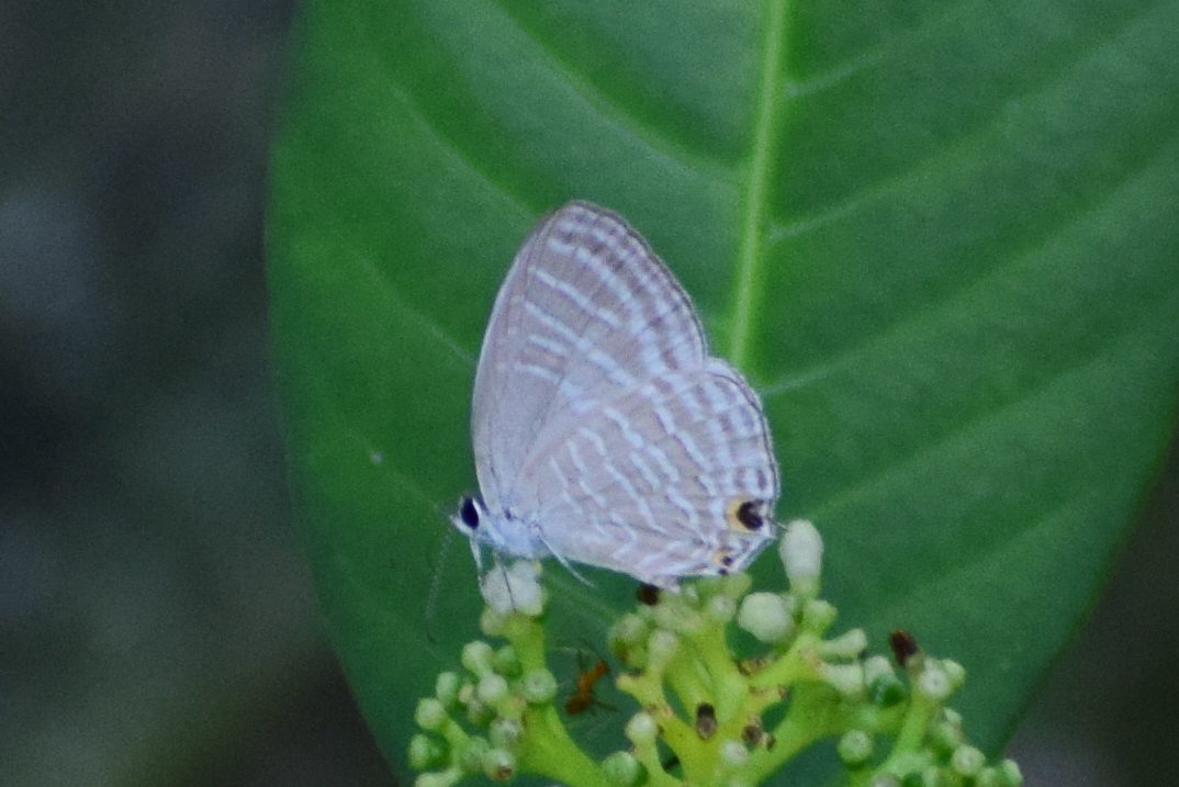 Common Cerulean