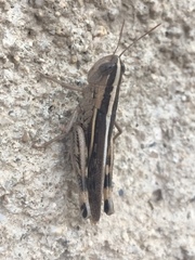 Ramburiella hispanica