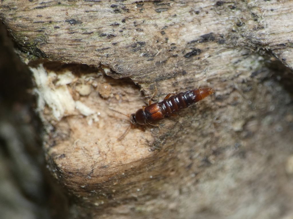 Dexiogyia corticina