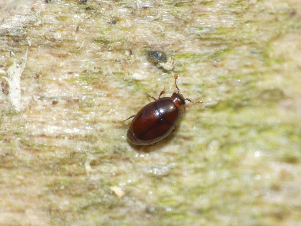 Aeletes atomarius