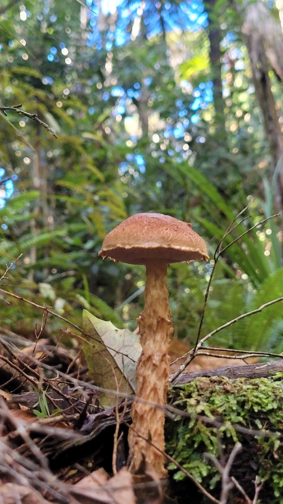 Austroboletus novae-zelandiae · May 2025 · photo: © s83482 (iNaturalist, cc-by)