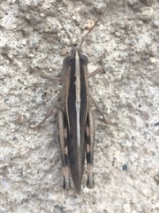 Ramburiella hispanica