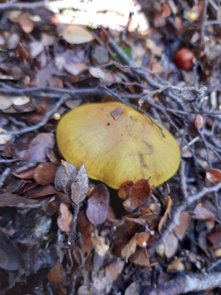 Cortinarius canarius · May 2025 · photo: © georgecox (iNaturalist, cc0)