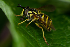 Chrysotoxum pubescens