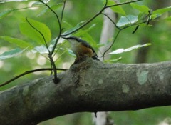 Sitta europaea