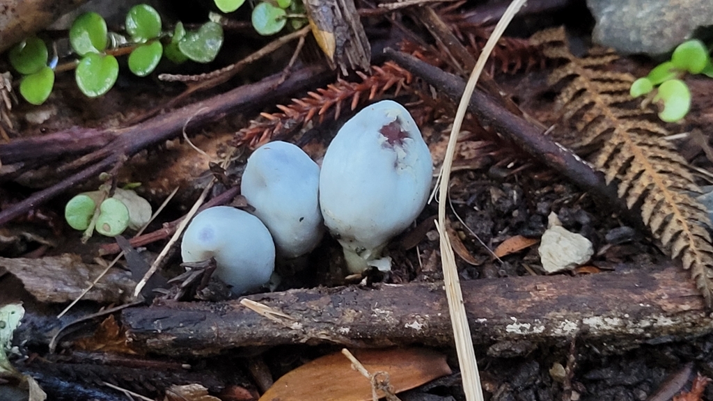 Clavogaster virescens · May 2025 · photo: © s83482 (iNaturalist, cc-by)