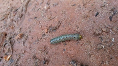 Anisota virginiensis