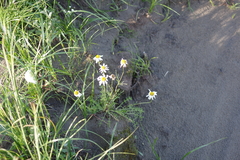 Tripleurospermum hookeri