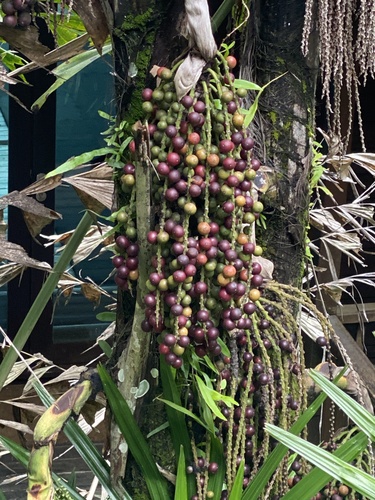 Caryota mitis