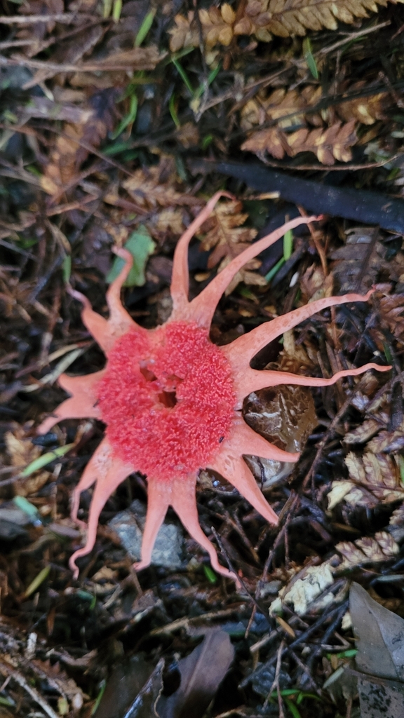 Aseroe rubra · May 2025 · photo: © s83482 (iNaturalist, cc-by)
