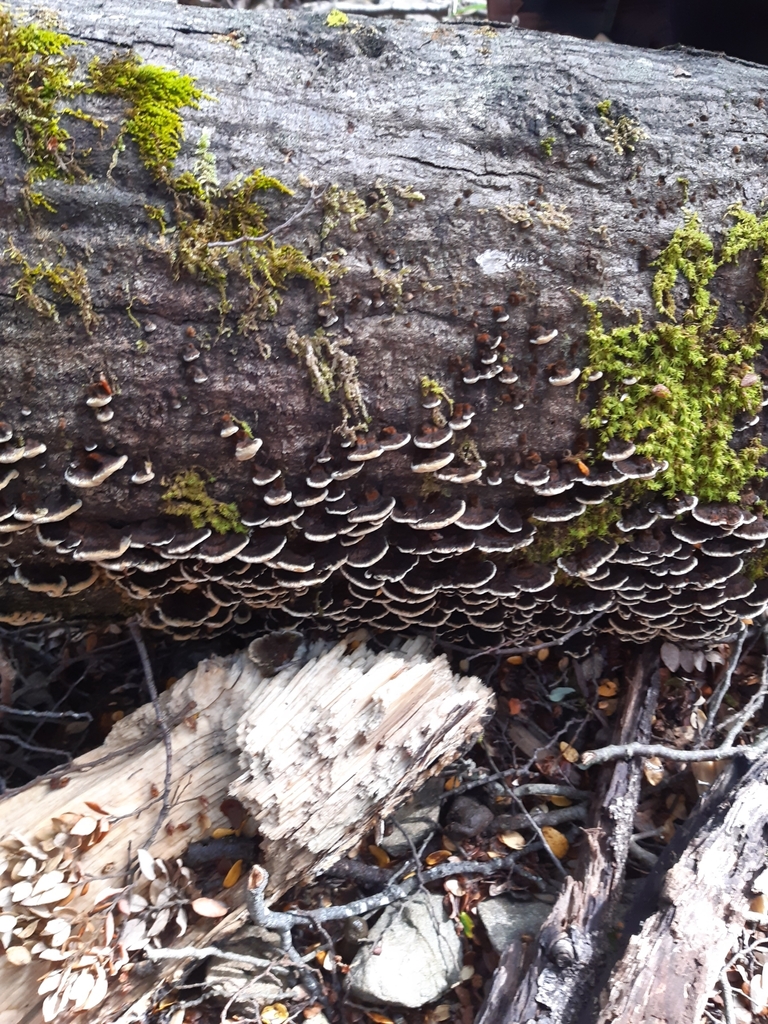 Inonotus nothofagi · May 2025 · photo: © georgecox (iNaturalist, cc0)