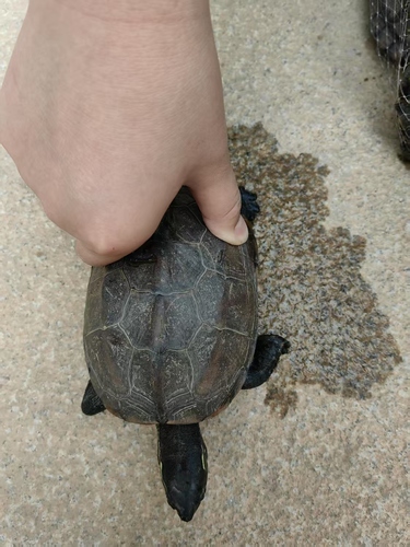 Chinese Pond Turtle