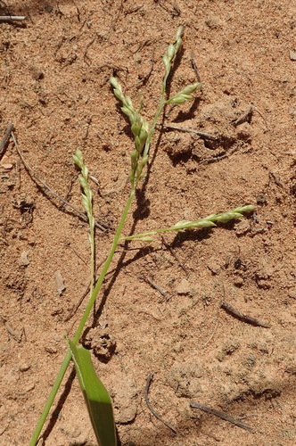 Image of Urochloa foliosa by (c) Ruth Palsson, some rights reserved (CC BY-SA)