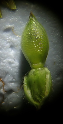 Image of Urochloa foliosa by (c) Ruth Palsson, some rights reserved (CC BY-SA)