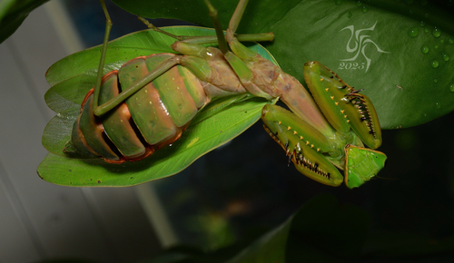 Giant Burmese Mantis