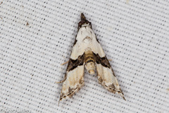 Nigetia formosalis