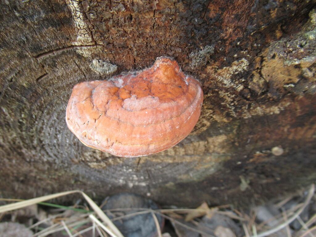 Fomitopsis pinicola · May 2025 · photo: © smsergey (iNaturalist, cc-by-nc)