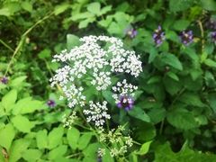 Aegopodium podagraria