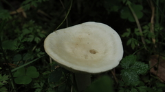 Agaricales