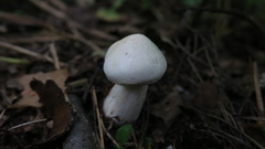 Agaricales