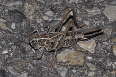 Platycleis affinis