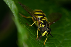 Chrysotoxum pubescens