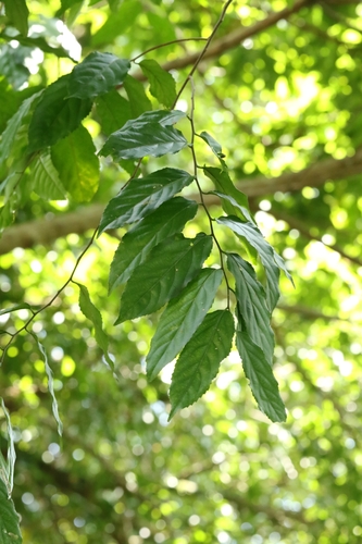 Rukam (Flacourtia rukam)