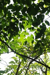 author not stated, no rights reserved Flacourtia rukam, photograph author not stated, no rights reserved