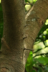 author not stated, no rights reserved Flacourtia rukam, photograph author not stated, no rights reserved