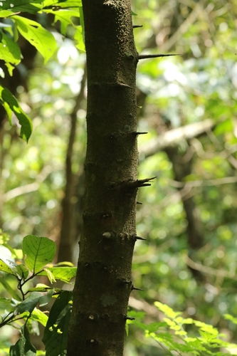 Flacourtia rukam, photograph 4