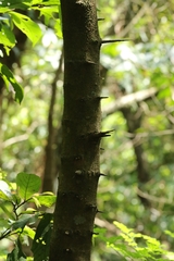 author not stated, no rights reserved Flacourtia rukam, photograph author not stated, no rights reserved