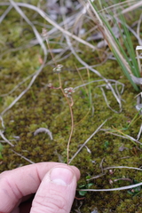 Micranthes foliolosa