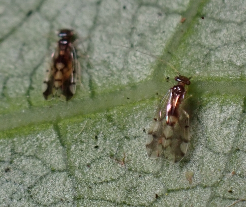 Ectopsocus gracilis, 2025-05-05