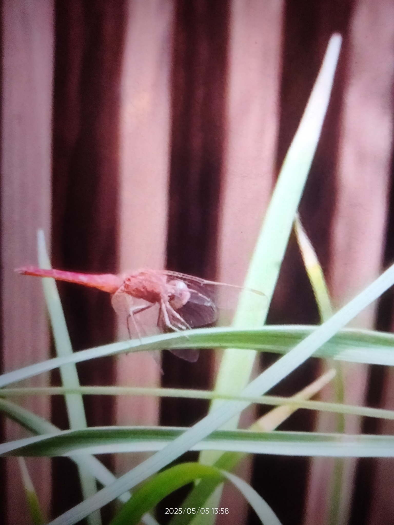 Scarlet Skimmer