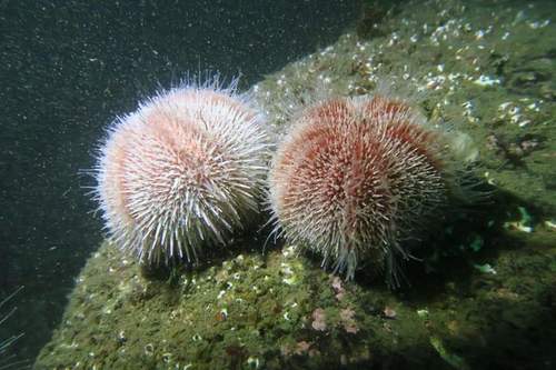 European Edible Sea Urchin, photo 5 of 10